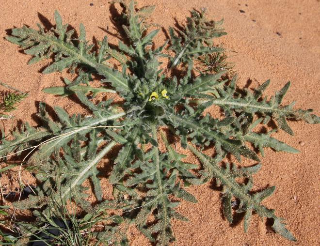 Hyoscyamus pusillus leaves