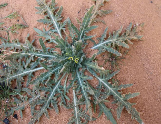 Hyoscyamus pusillus leaves