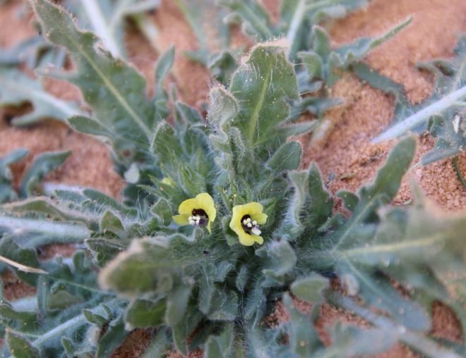Hyoscyamus pusillus flowers