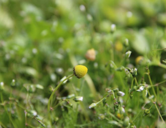 Matricaria aurea flowers
