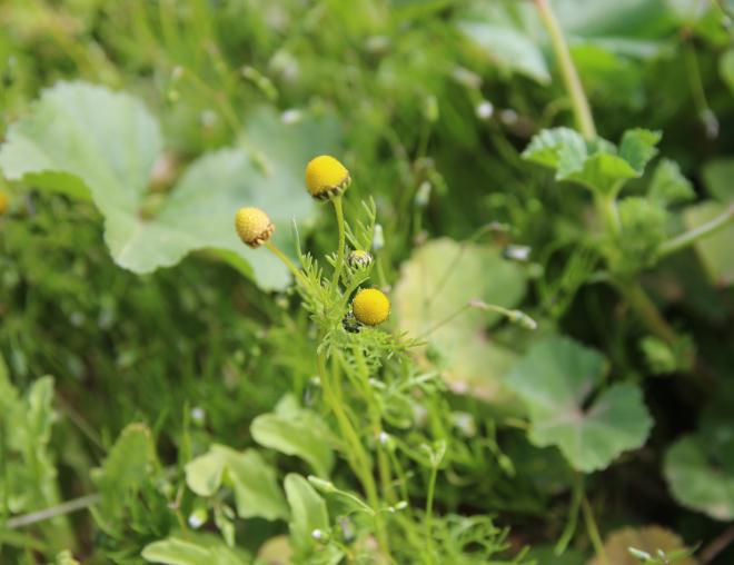 Matricaria aurea flowers