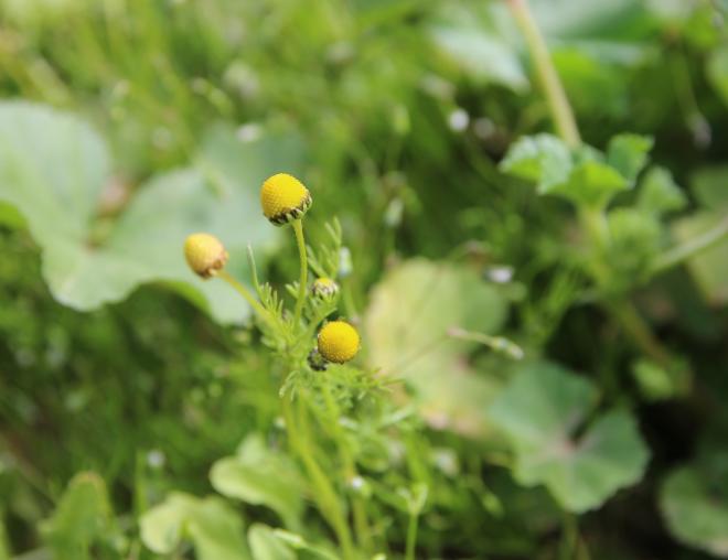 Matricaria aurea flowers