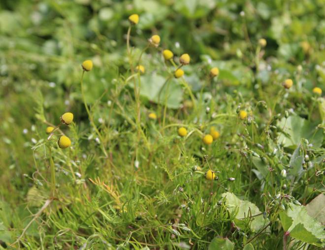 Whole plant