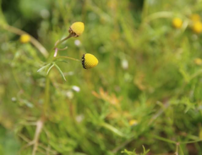 Whole plant