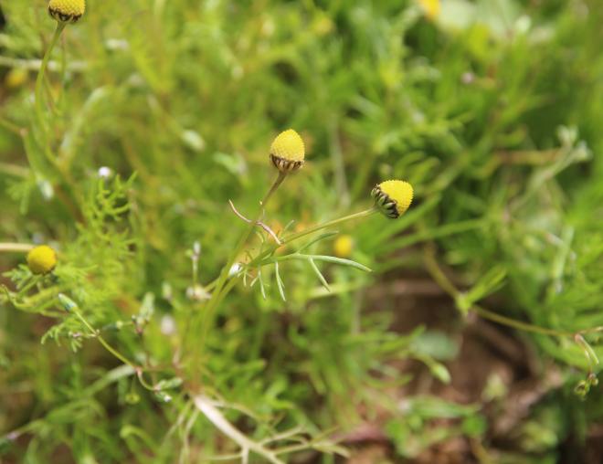 Whole plant