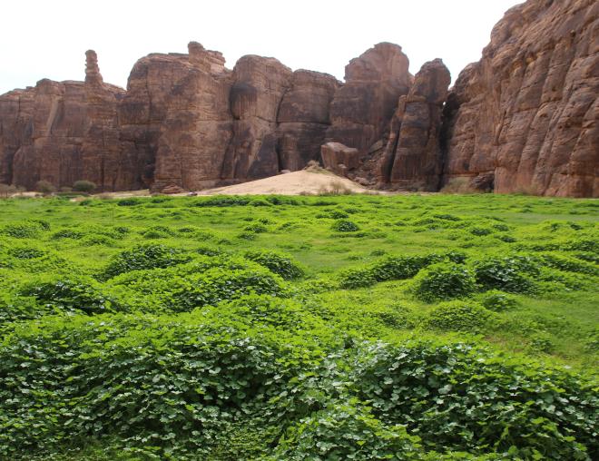 Malva parviflora on abandoned agricultural lands