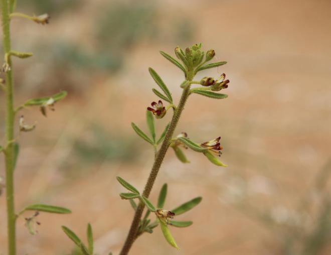 Cleome amblyocarpa flowers