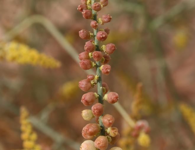 Ochradenus baccatus fruits