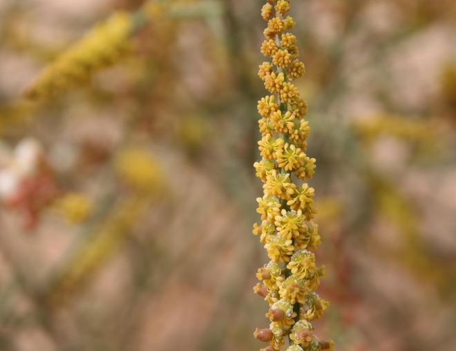 Ochradenus baccatus flowers