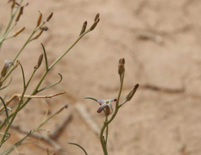Farsetia aegyptia flower