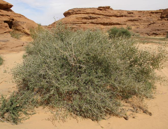 Whole plant