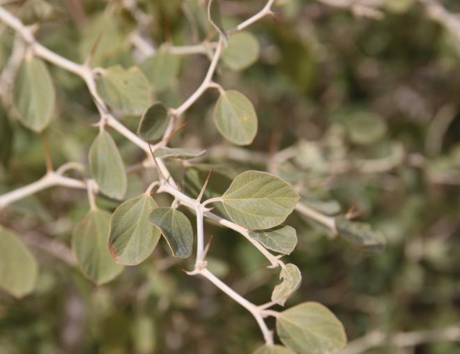 Ziziphus nummularia leaves
