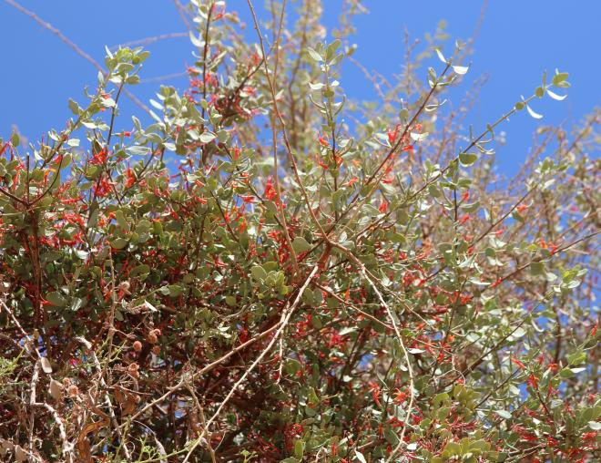 Whole plant