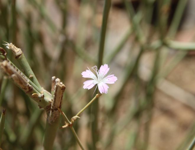 Dianthus strictus flower