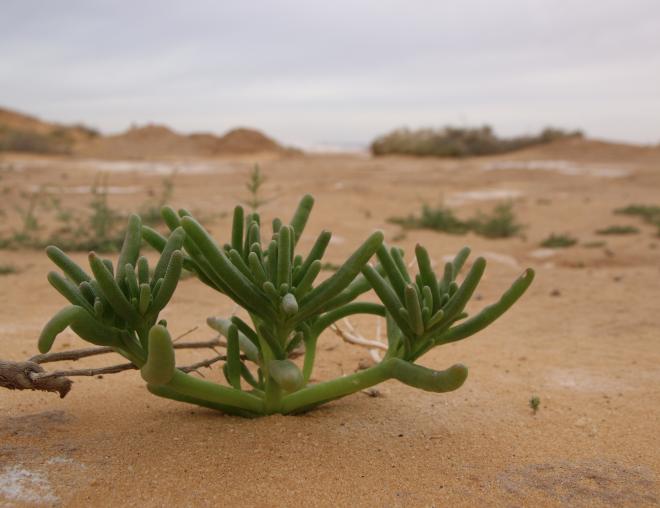 Whole plant