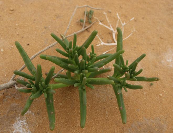 Whole plant