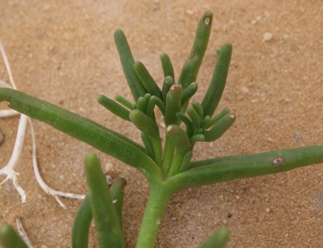 Mesembryanthemum cryptanthum leaves