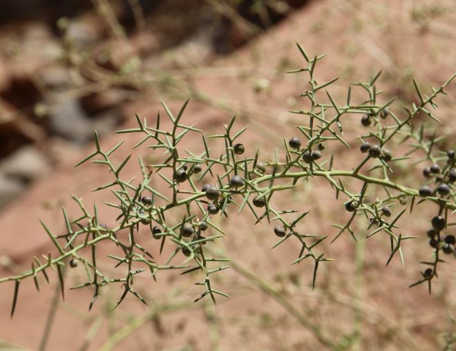 Asparagus horridus fruits