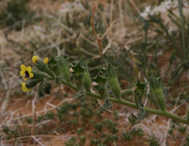 Hyoscyamus pusillus fruits