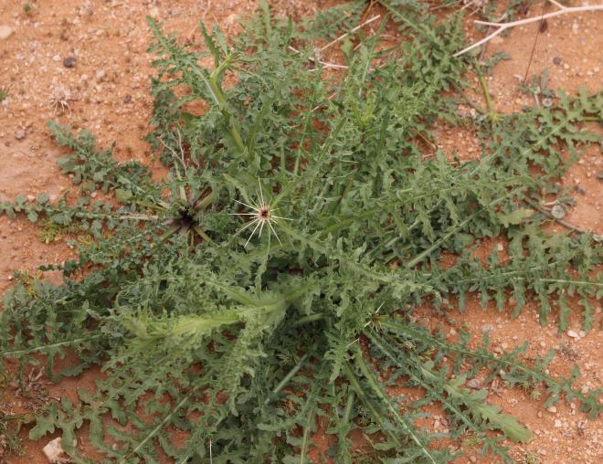 Centaurea pseudosinaica leaves