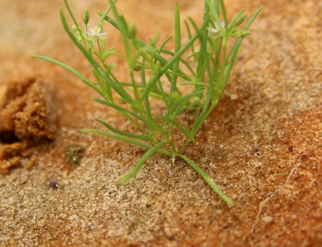 Spergularia diandra leaves