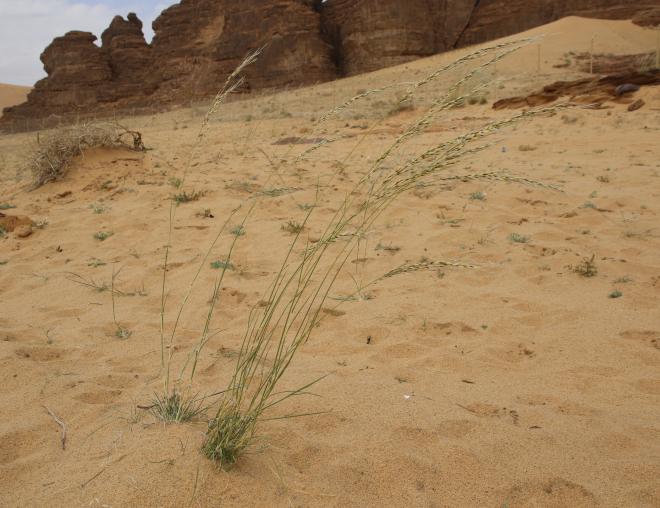 Whole plant
