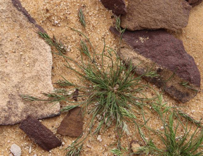 Whole plant
