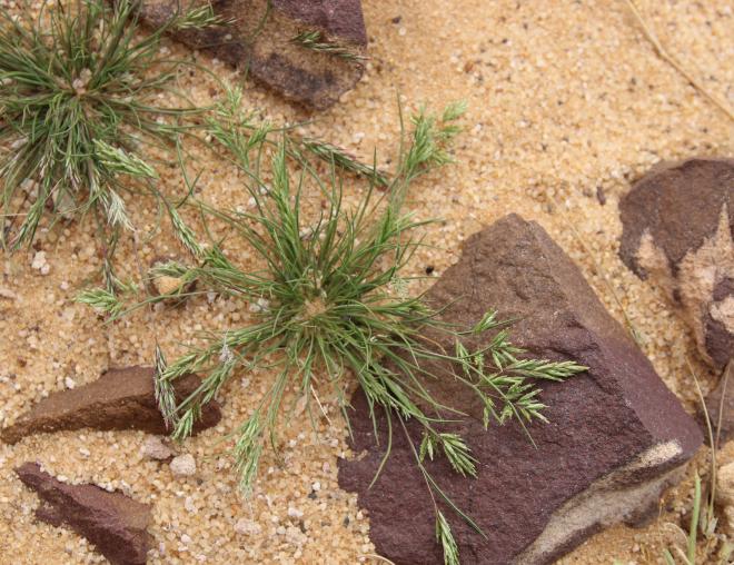 Whole plant