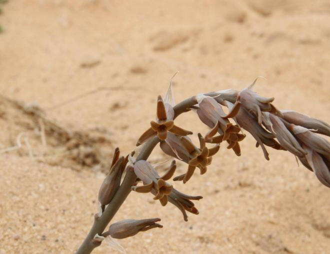 Dipcadi erythraeum flowers