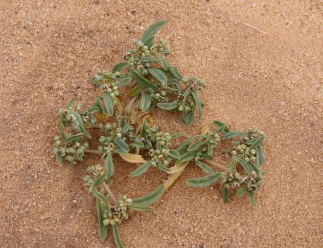 Whole plant