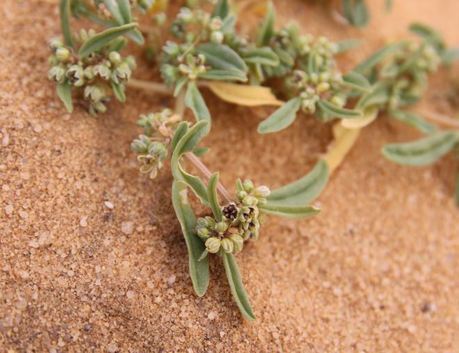 Gisekia pharnaceoides fruit