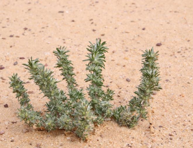 Whole plant