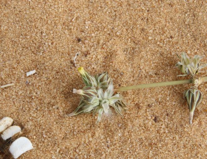 Launaea capitata flowers