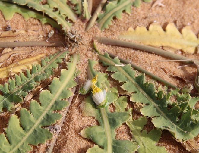 Launaea capitata leaves