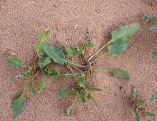 Whole plant