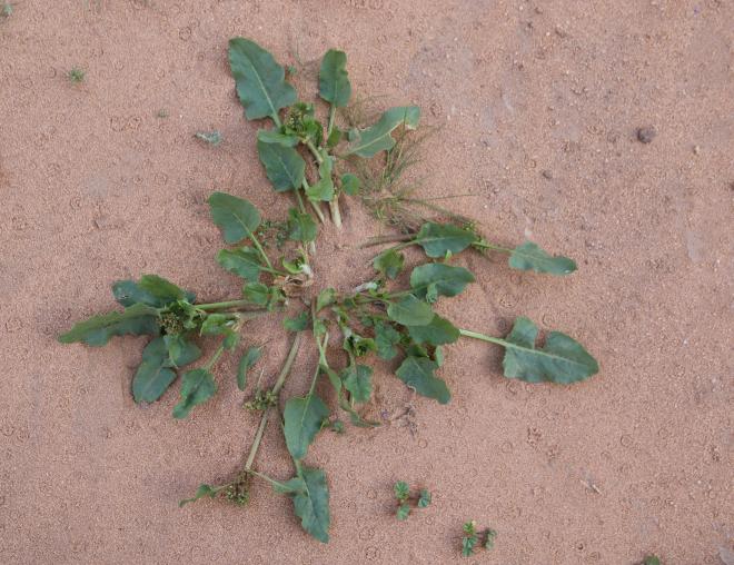 Whole plant