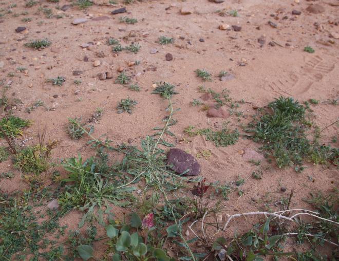 Whole plant