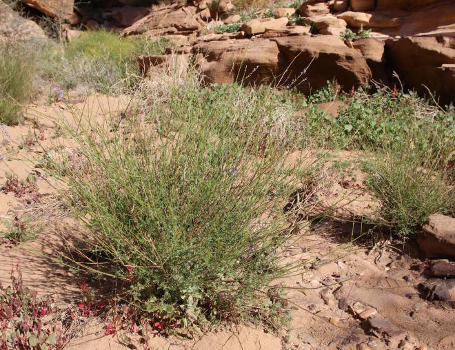 Whole plant