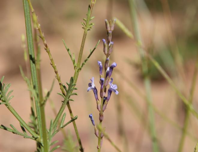 Lavandula coronopifolia flowers