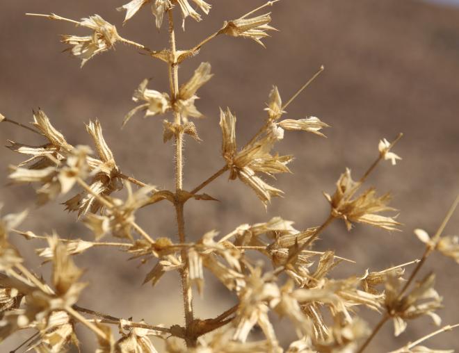 Salvia spinosa fruits