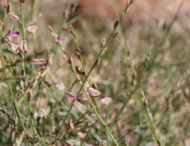 Polygala sinaica var. glabrescens flowers