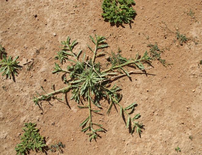 Whole plant and leaves