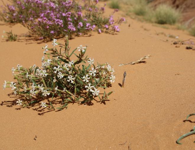 Whole plant