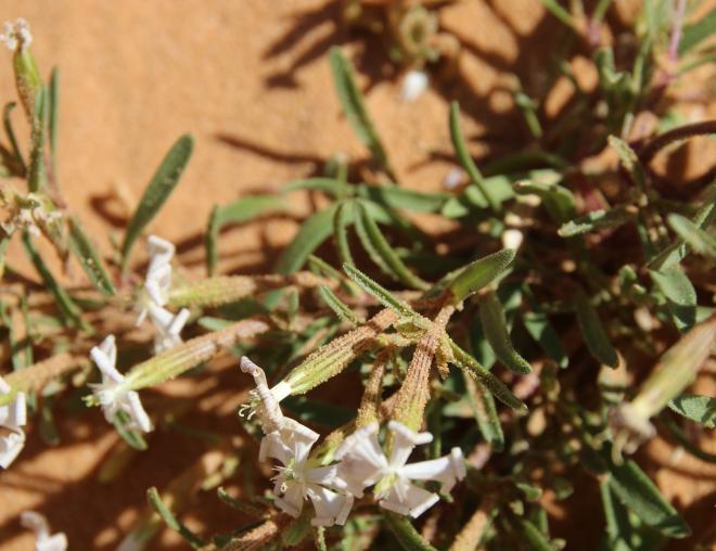 Silene villosa flowers