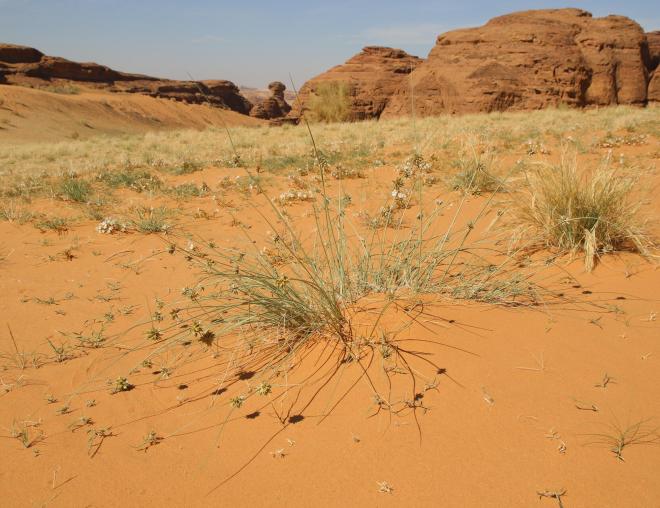 Cyperus conglomeratus on Sandy plains