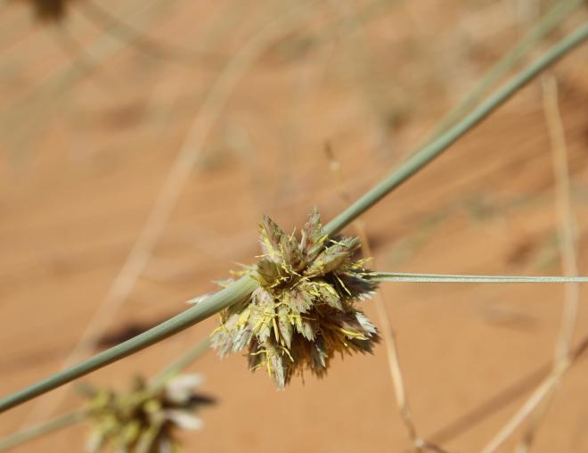 Cyperus conglomeratus flowers