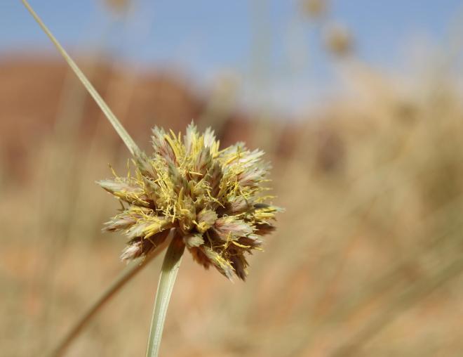 Cyperus conglomeratus flowers