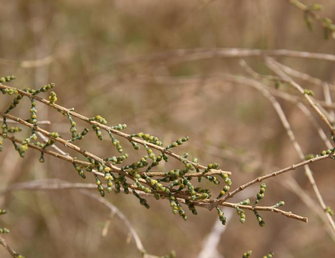 Haloxylon persicum flowers
