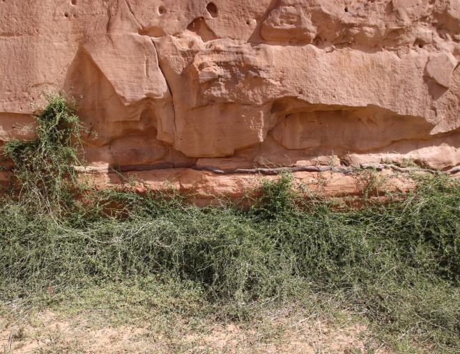 Whole plant climbing a sandtone canyon