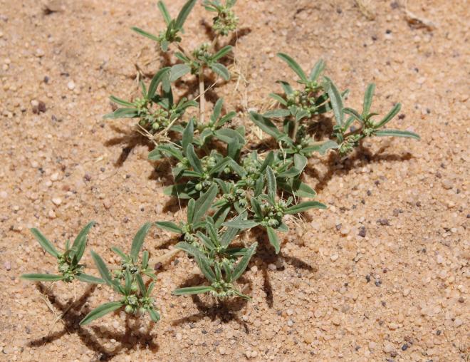 Whole plant